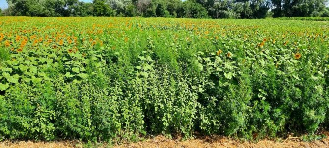 Ayçiçeği tarlasında 85 bin kök kenevir bitkisi ele geçirildi