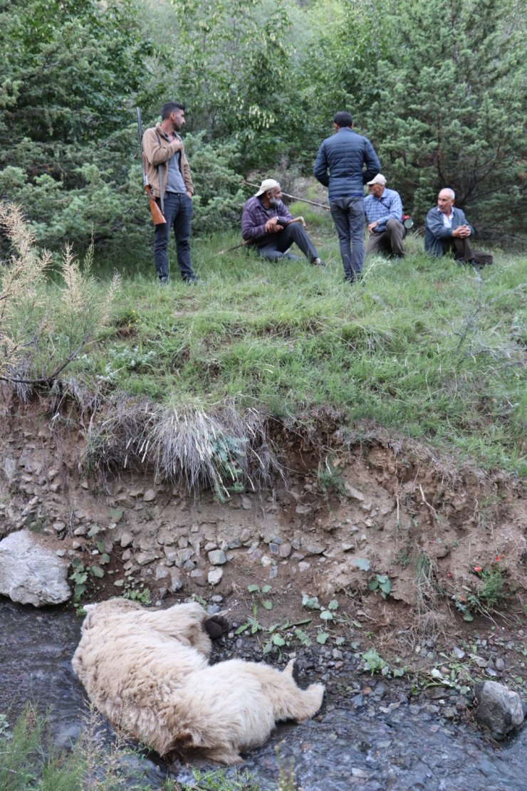 Hayvanlarını götürdüğü arazide ayı saldırısında öldü