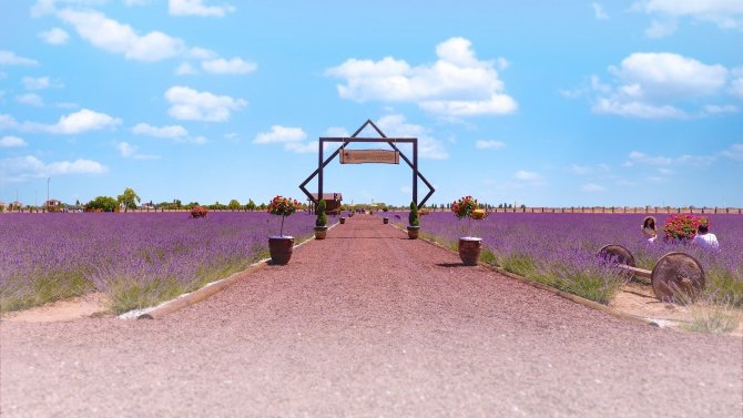 Karatay Lavanta Bahçesi 2 Temmuz’da kapılarını açıyor