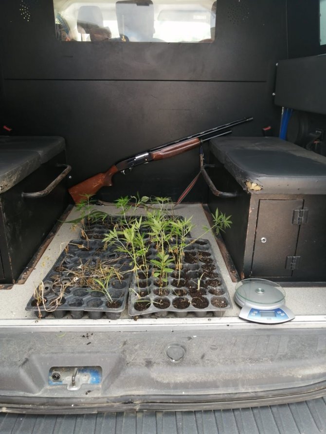 Mısır bahçesi içine ekili kenevirler drondan kaçamadı