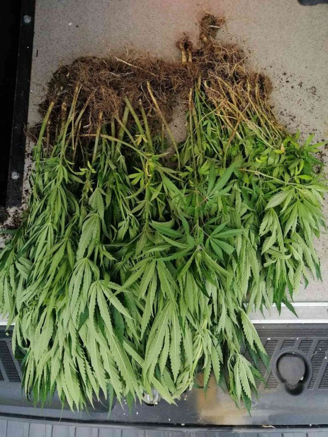 Mısır bahçesi içine ekili kenevirler drondan kaçamadı