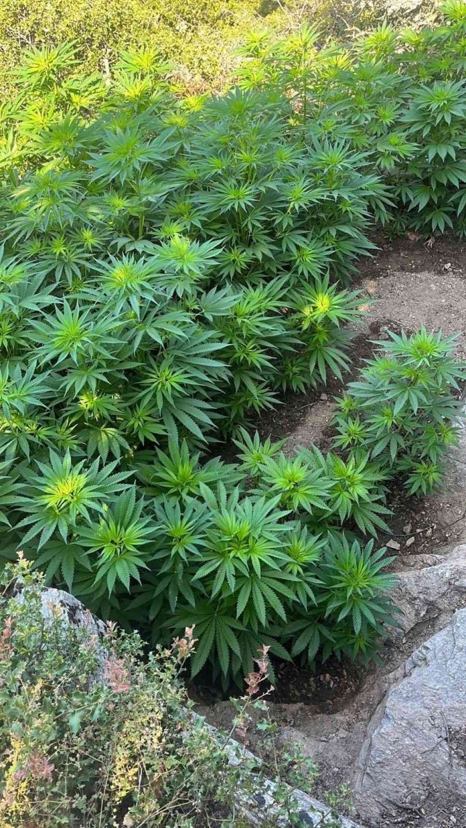 Ormanda 6 farklı noktaya ekilmiş kenevirler bulundu