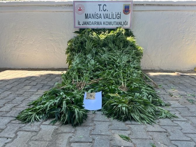 Ormanda 6 farklı noktaya ekilmiş kenevirler bulundu