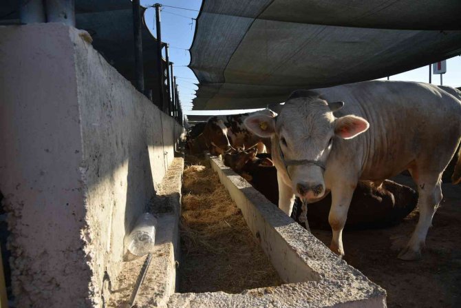 Selçuklu’da kurban satışı başladı