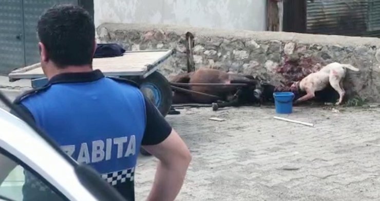 Yasaklı ırk köpeğin saldırdığı at ağır yaralandı