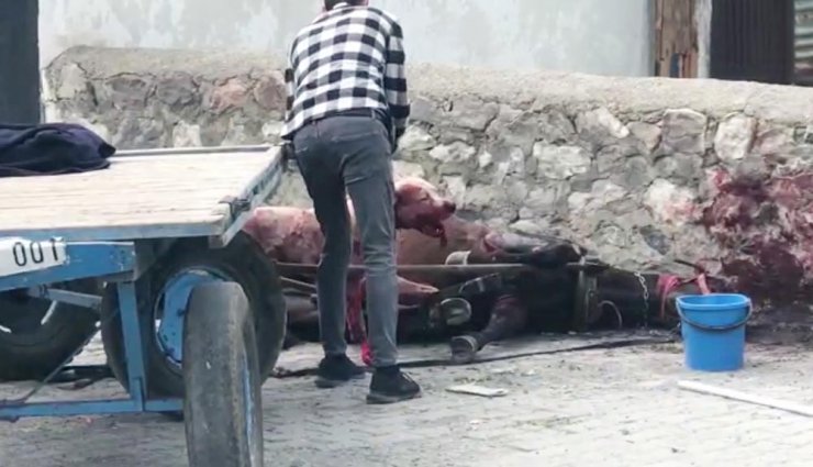 Yasaklı ırk köpeğin saldırdığı at ağır yaralandı