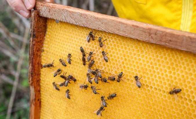 "Arılar yok olmaya başlarsa ana besin zinciri bozulabilir"