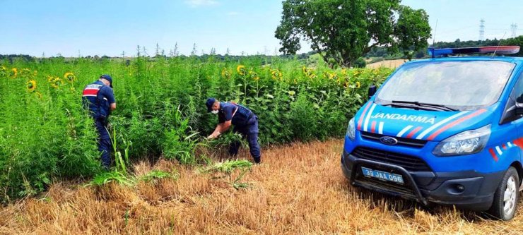 Ayçiçeği tarlasındaki 662 bin kök Hint keneviri dronla tespit edildi