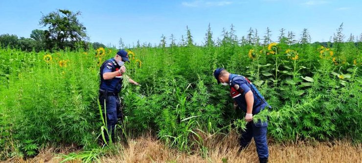 Ayçiçeği tarlasındaki 662 bin kök Hint keneviri dronla tespit edildi