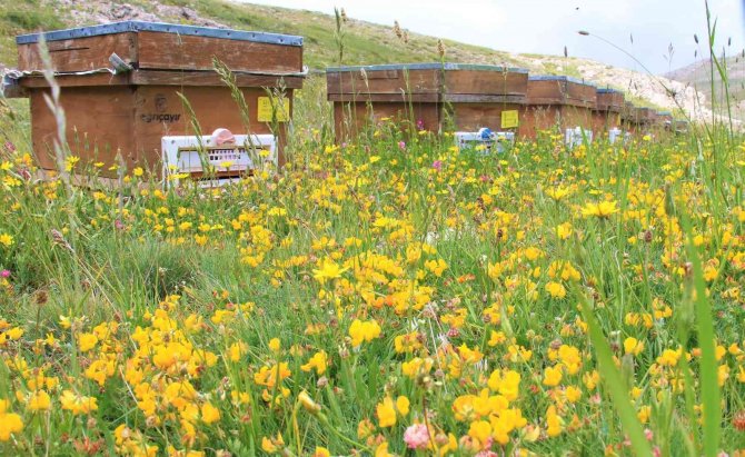 Her yerde yaz, orada bahar