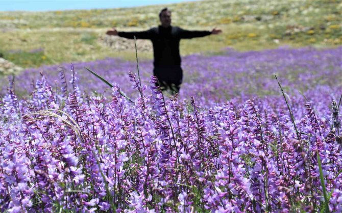 Her yerde yaz, orada bahar