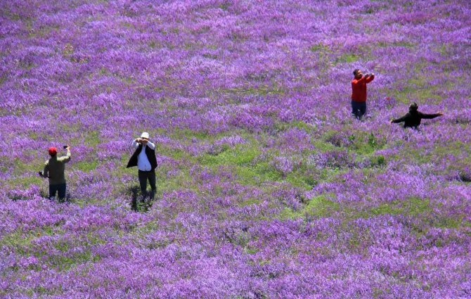 Her yerde yaz, orada bahar