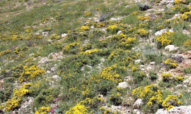 Her yerde yaz, orada bahar