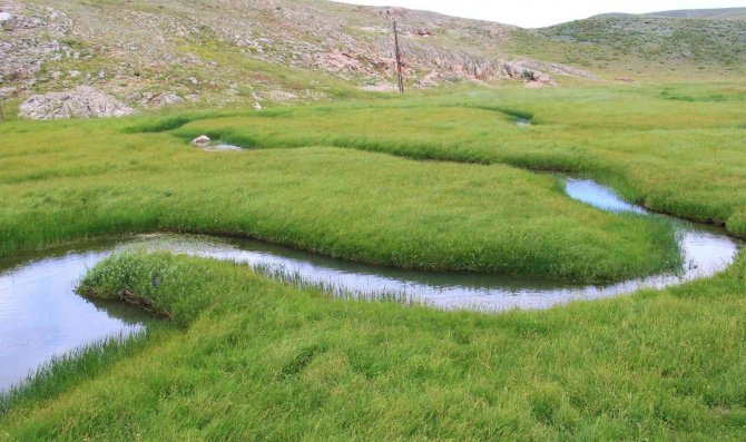 Her yerde yaz, orada bahar