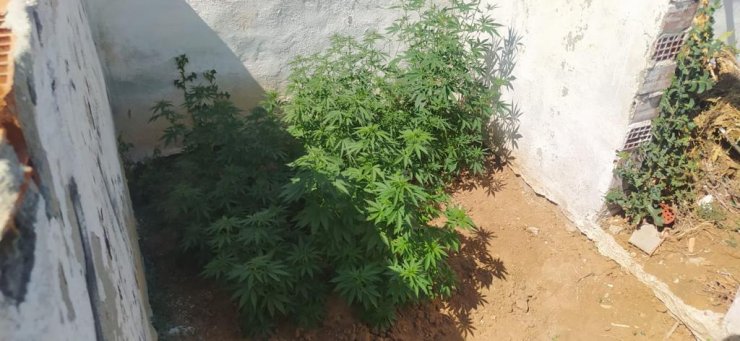 Evlerin bahçesini kenevir tarlasına çeviren şüpheliye tutuklama