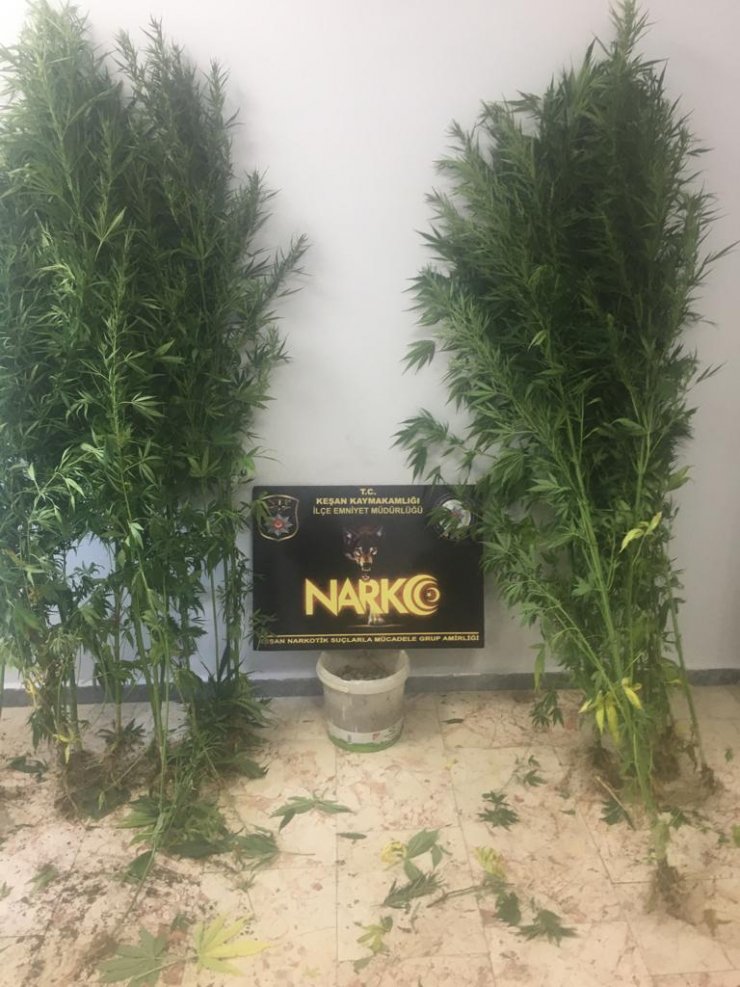 Evlerin bahçesini kenevir tarlasına çeviren şüpheliye tutuklama