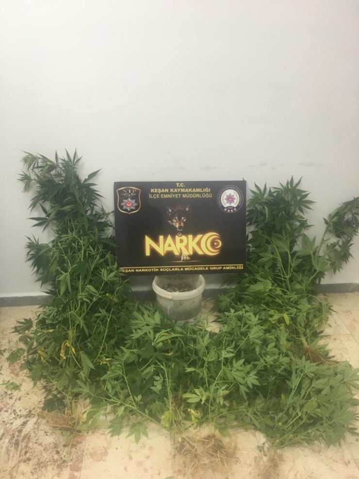 Evlerin bahçesini kenevir tarlasına çeviren şüpheliye tutuklama