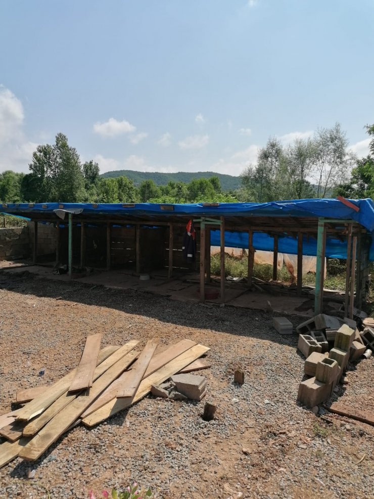 Selde 56 köpeğin öldüğü ruhsatsız barınak yıkıldı