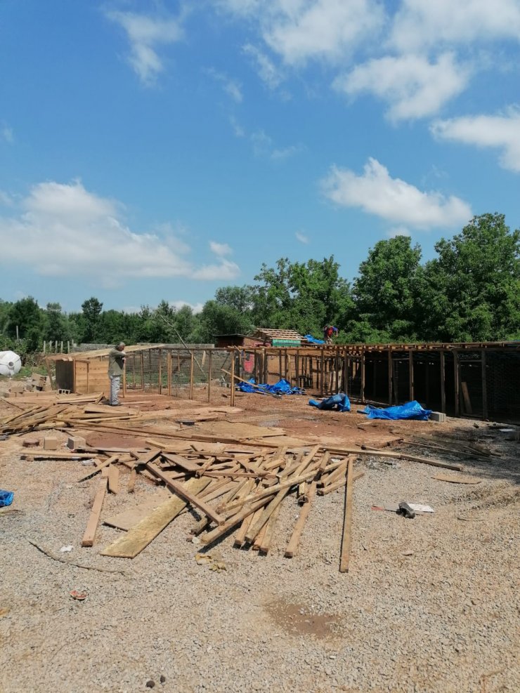 Selde 56 köpeğin öldüğü ruhsatsız barınak yıkıldı