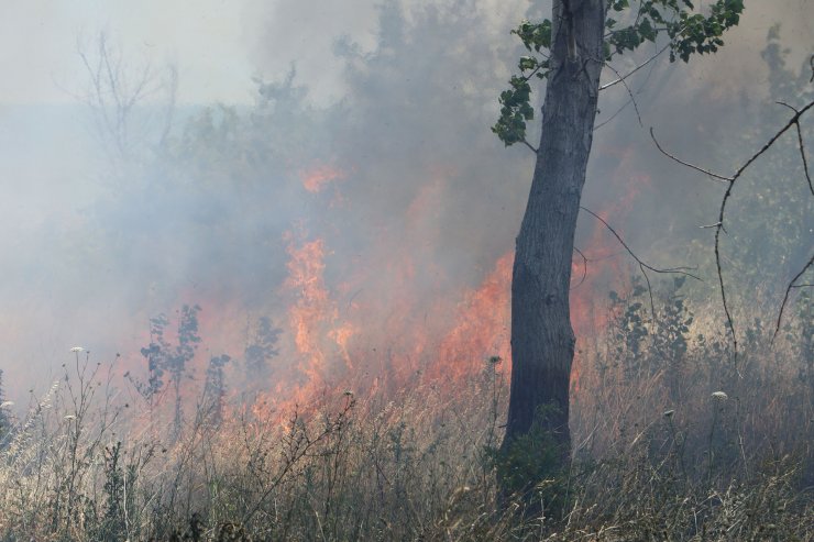 Tekirdağ’da çıkan yangında 50 dönüm alan zarar gördü