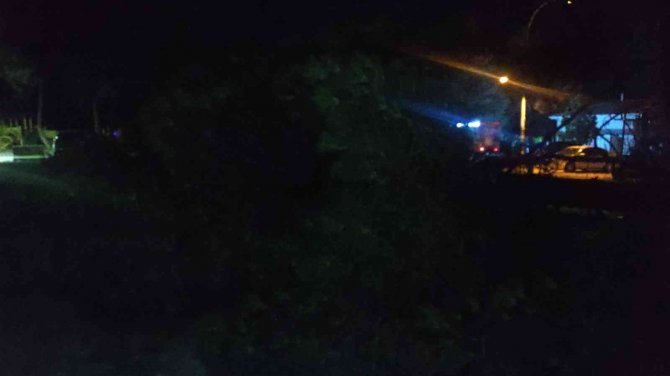 Tonlarca ağırlığındaki çam ağacı ailenin üzerine devrildi