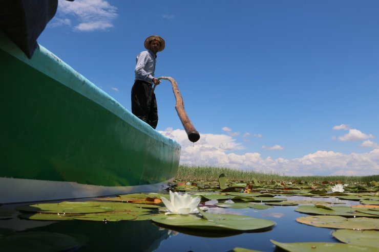 Beyşehir Gölü, 'nilüfer tarlası' gibi