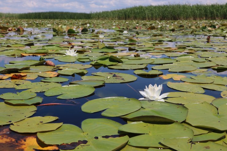 Beyşehir Gölü, 'nilüfer tarlası' gibi