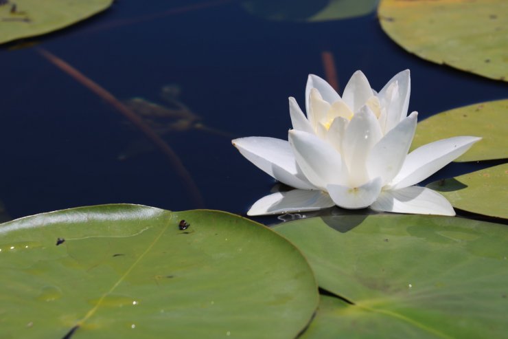Beyşehir Gölü, 'nilüfer tarlası' gibi