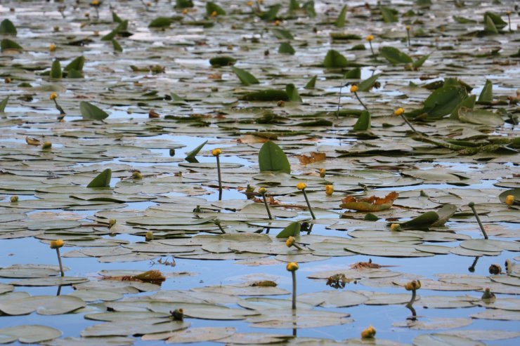 Beyşehir Gölü, 'nilüfer tarlası' gibi
