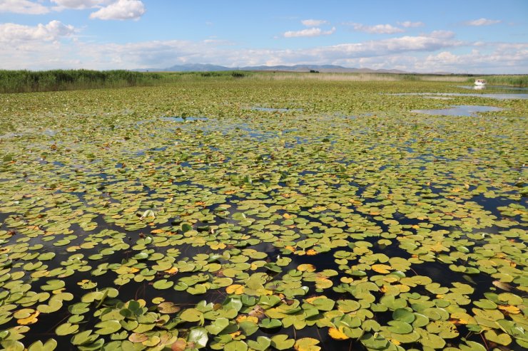 Beyşehir Gölü, 'nilüfer tarlası' gibi