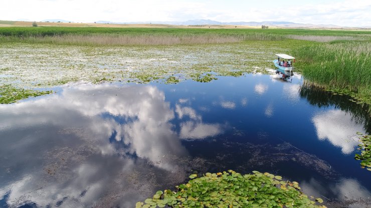 Beyşehir Gölü, 'nilüfer tarlası' gibi