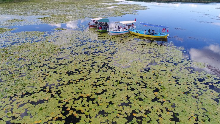 Beyşehir Gölü, 'nilüfer tarlası' gibi