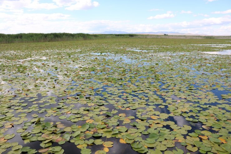 Beyşehir Gölü, 'nilüfer tarlası' gibi
