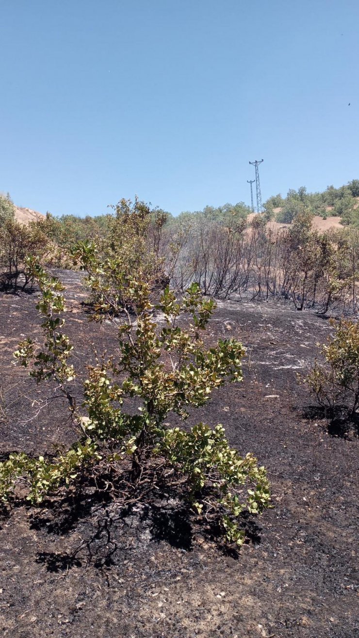 Bingöl'de orman yangını