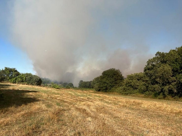 Çanakkale'de orman yangını
