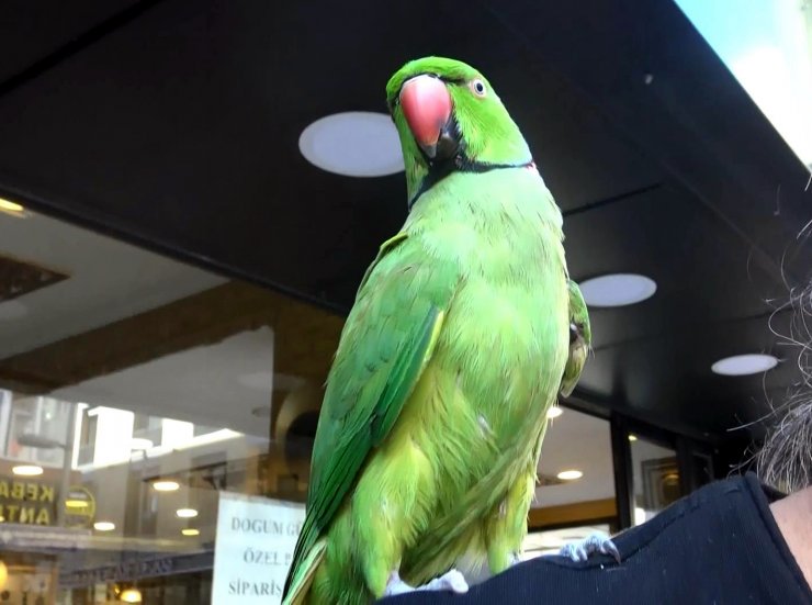 Evde sıkılan papağanını gezmeye çıkarıyor