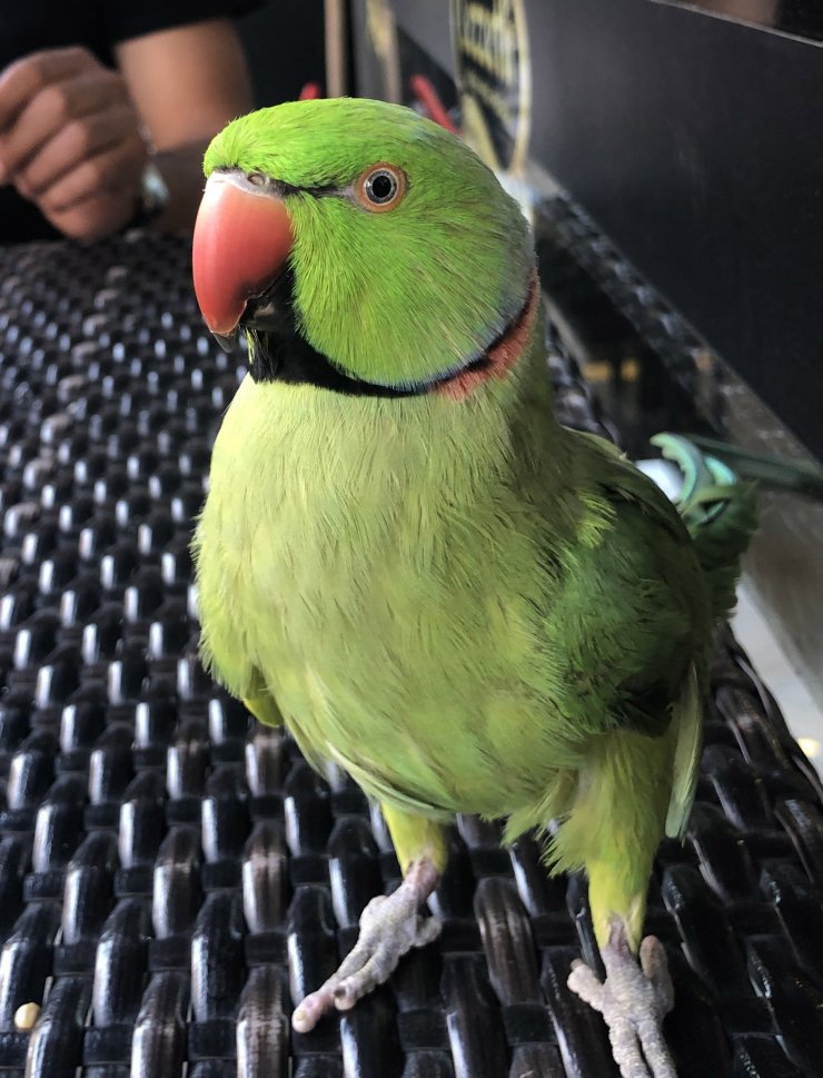 Evde sıkılan papağanını gezmeye çıkarıyor