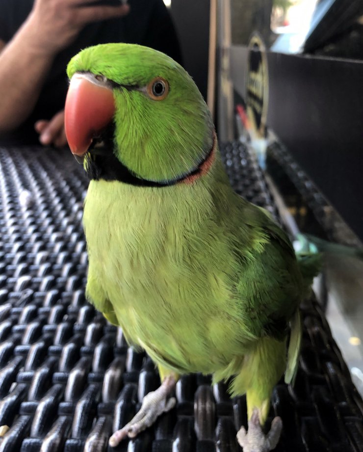 Evde sıkılan papağanını gezmeye çıkarıyor