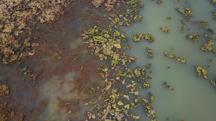 İzmir’de sahil deniz marulu ile yeşile büründü
