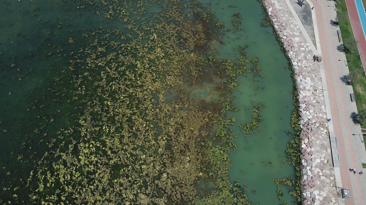 İzmir’de sahil deniz marulu ile yeşile büründü