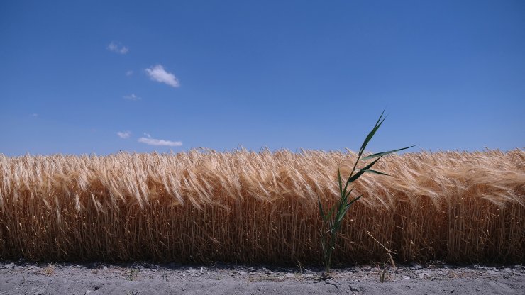TMO'nun fiyat artışı, Konya Ovası çiftçisini sevindirdi