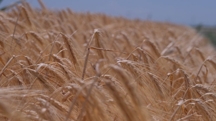 TMO'nun fiyat artışı, Konya Ovası çiftçisini sevindirdi