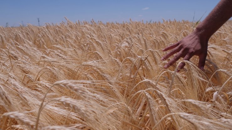 TMO'nun fiyat artışı, Konya Ovası çiftçisini sevindirdi