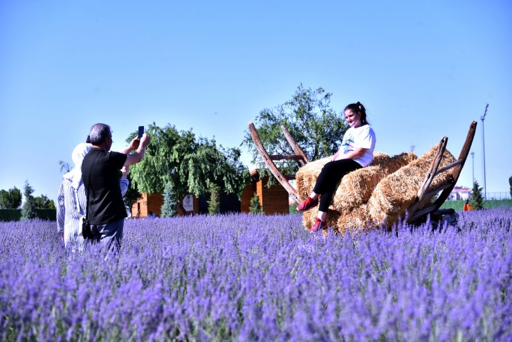 Konya Ovası'ndaki lavanta bahçesi fotoğraf çekim alanı oldu