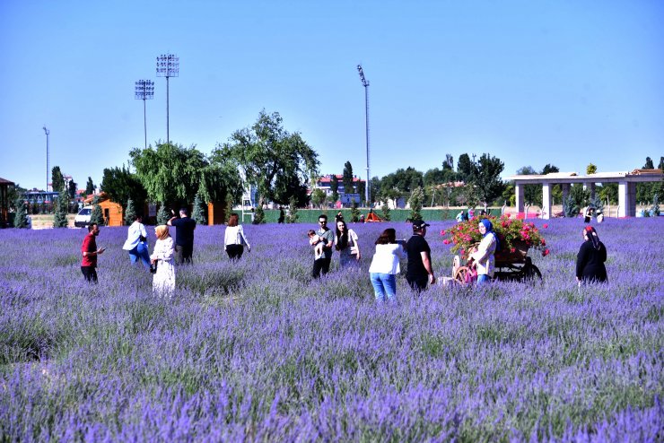 Konya Ovası'ndaki lavanta bahçesi fotoğraf çekim alanı oldu