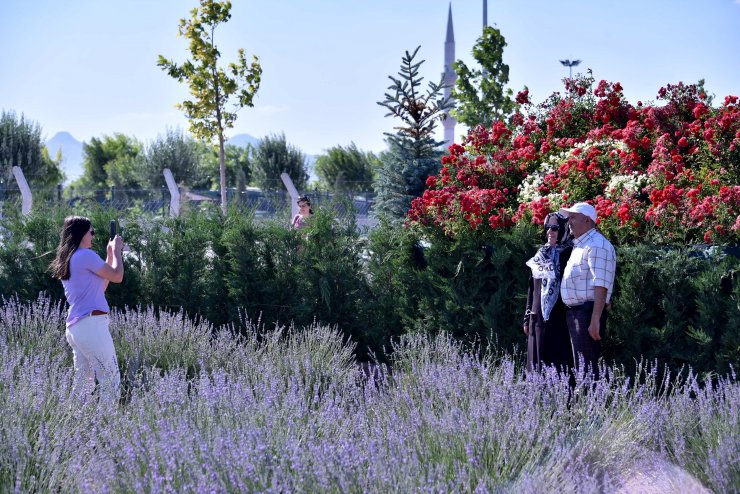 Konya Ovası'ndaki lavanta bahçesi fotoğraf çekim alanı oldu