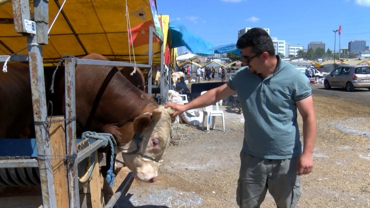 Kurbanlık satış alanlarında denetim
