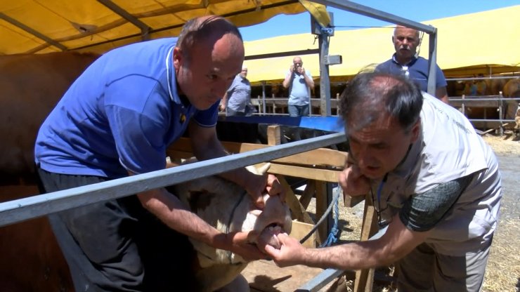 Kurbanlık satış alanlarında denetim