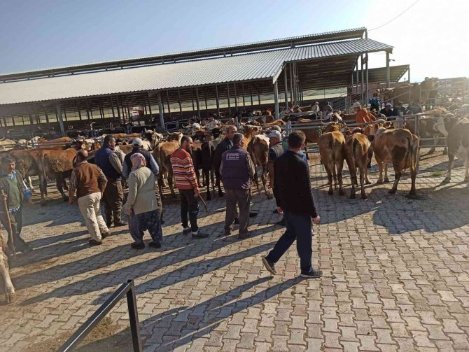 Kurbanlıklar görücüye çıktı