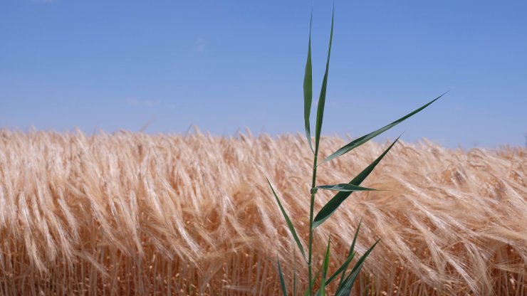 'Tahıl ambarı' Konya'da hasat sezonunda 2 milyon tonun üzerinde rekolte bekleniyor